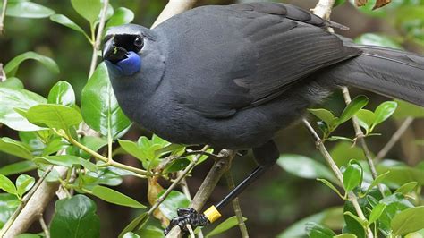 K Kako New Zealand Native Land Birds