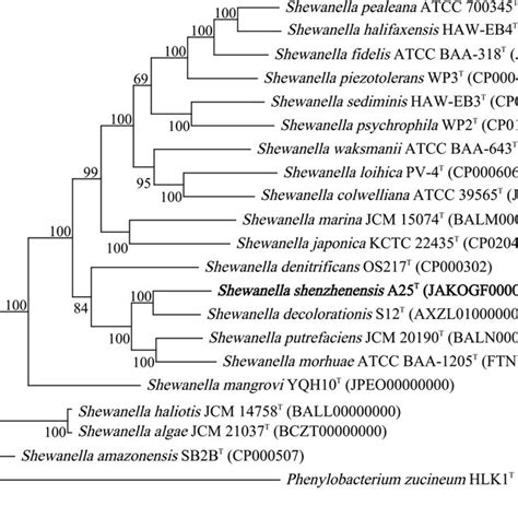 Phylogenetic Tree Based On The Core Genomes Showing The Position Of