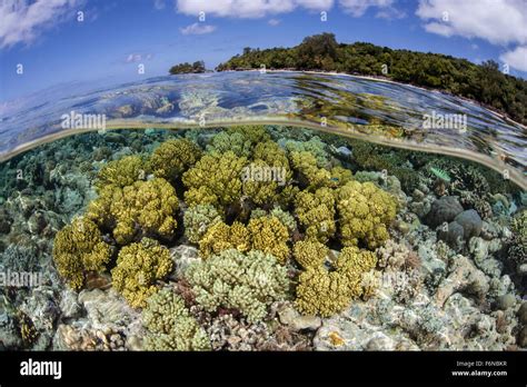 Soft Corals Grow On A Shallow Reef Flat On The Edge Of Palaus Barrier