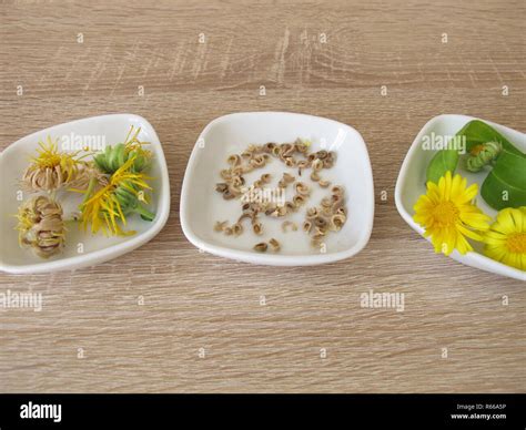 seeds of marigolds Stock Photo - Alamy