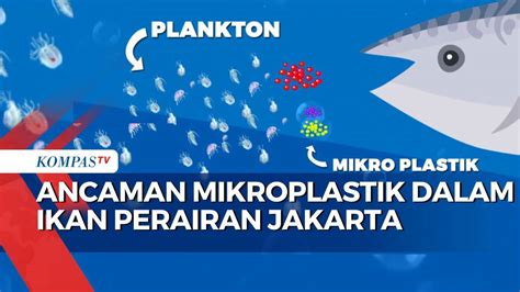 Ancaman Kandungan Mikroplastik Dalam Ikan Makin Nyata Apa Langkah