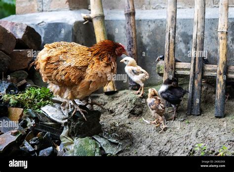 As a mother hen gathers her chicks hi-res stock photography and images ...