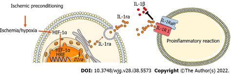 Hypoxia Inducible Factor 1α Promotes Interleukin 1 Receptor Antagonist