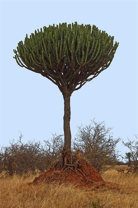 Candelabra Tree Photograph By Sally Weigand