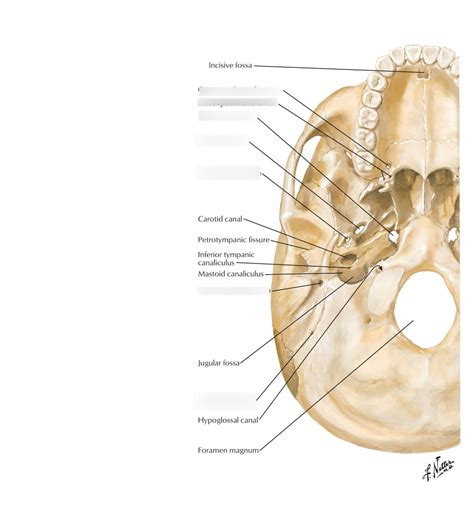 Skull Foramen Inferior View Diagram Quizlet