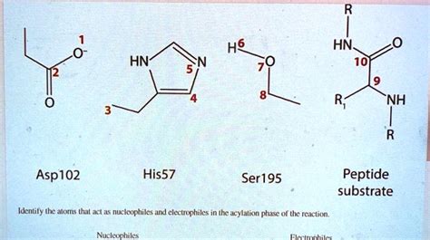 SOLVED: H6 HN 10 NH NH Asp102 LSSIH Ser195 Peptide substrate Identily the atoms that act as ...