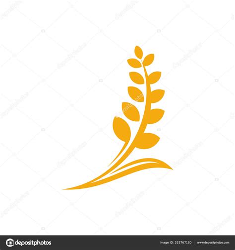 Agriculture Wheat Logo Template Vector Luxury Wheat Logo Concept Icon