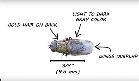 What Are Cluster Flies And How Do I Get Rid Of Them Aantex Pest