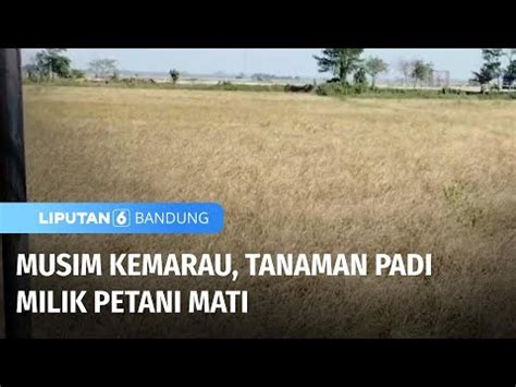 Musim Kemarau Tanaman Padi Milik Petani Mati Liputan 6 Bandung YouTube