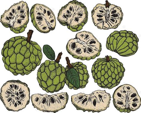 Cherimoya Vector Set For Tropical Menus And Decorations Vector Seeds