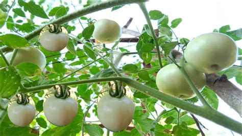 How To Grow Tomato Plant Tomato Plant Tomato Fruiting Organic