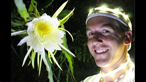 How To Hand Pollinate Dragon Fruit Youtube