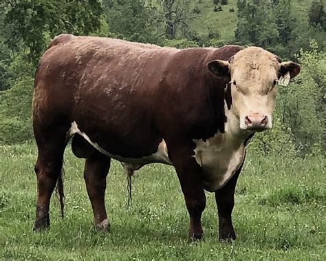 Polled Hereford Bulls For Sale Lane Mountain Herefords