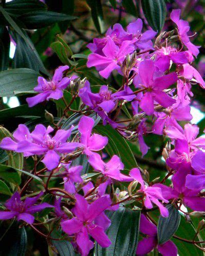 Sementes De Quaresmeira Roxa Tibouchina Granulosa G Click Mudas