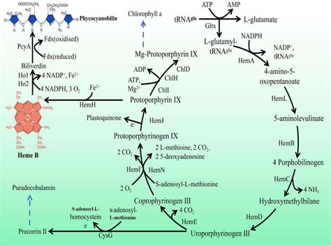 Figure 1 From Promoting Heme And Phycocyanin Biosynthesis In