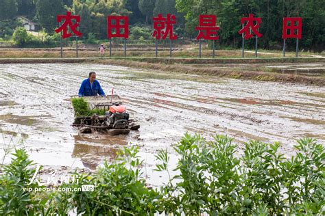 四川阆中：谷雨至 插秧忙【3】 图片频道 人民网