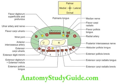 Wrist Joint Notes - Anatomy Study Guide