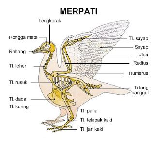 Detail Rangka Hewan Vertebrata Koleksi Nomer