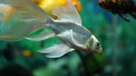 21 Popular Types Of Goldfish For Beginners Everything Fishkeeping