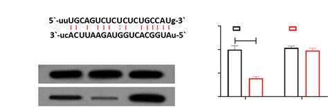 EZR Is A Downstream Target Gene Of MiR 183 A StarBase Predicts The