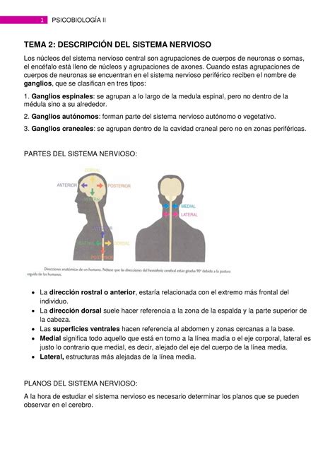 TEMA 2 Apuntes psicobiología curso 2018 2019 Warning TT undefined