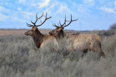 Elk Fed Amid Concern About Spread Of Chronic Wasting Disease East Idaho News