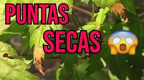 Descubre Las Razones Por Las Que Las Hojas Del Arce Palmatum Se Secan Y