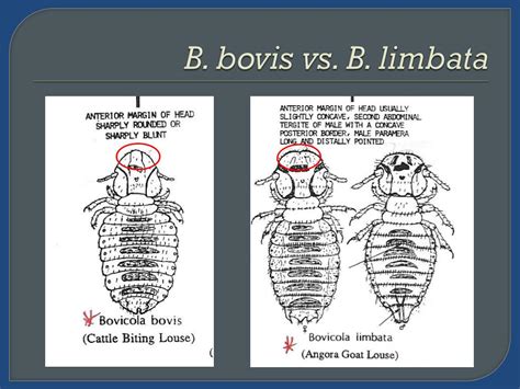 Ppt Fleas And Lice Powerpoint Presentation Free Download Id4702963