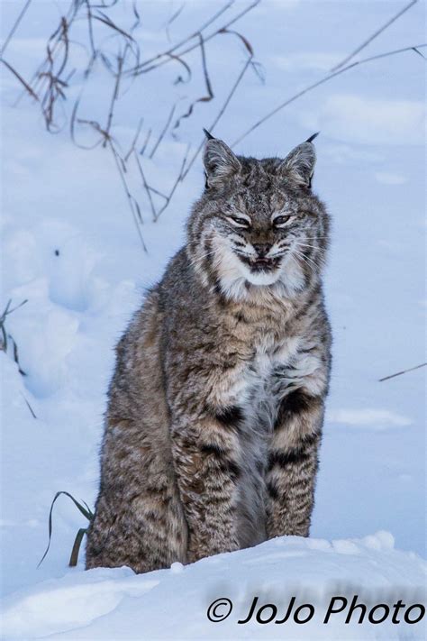 This Bobcat Is Alive In Boulder Co Close To Where We Live Beautiful