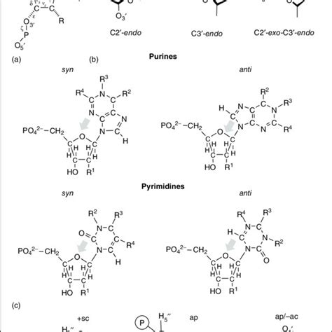 (PDF) Nucleotides: Structure and Properties