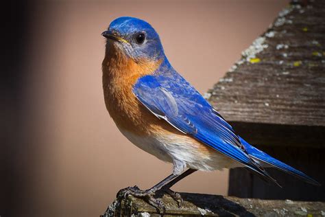 Feather Tailed Stories Eastern Bluebird