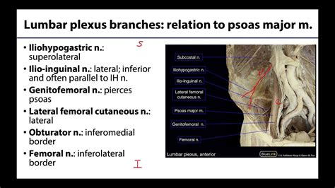 Lumbar Plexus Learning Objectives Youtube