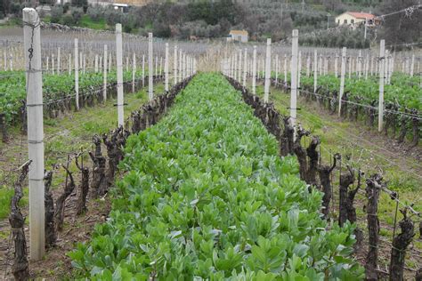 Coltivare La Biodiversit Per Trasformare La Viticoltura Vvq Vigne