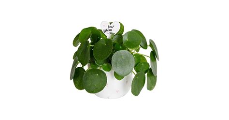 Costa Farms Inch Pilea Peperomioides Plant Only Edealinfo