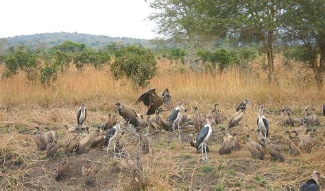 3 Days Safari To Udzungwa Mikumi National Parks