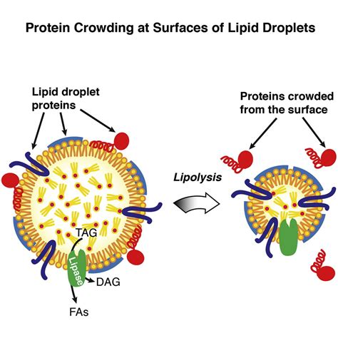 Protein Crowding Is A Determinant Of Lipid Droplet Protein Composition