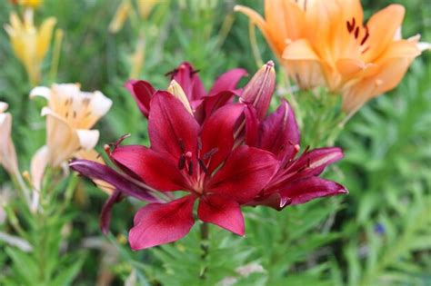 Premium Photo | A close up photo of a bed red and orange colored lilies