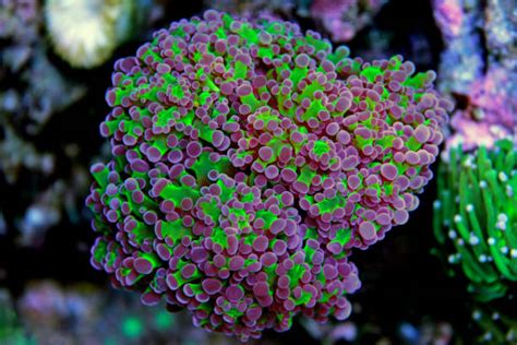 40+ Euphyllia Coral Colony Stock Photos, Pictures & Royalty-Free Images ...