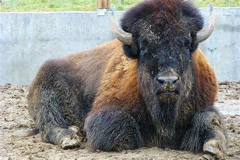 American Bison Bull Lying Down Stock Photos Pictures And Royalty Free