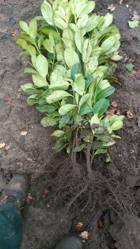 Laurowiśnia wschodnia ROTUNDIFOLIA 60 80CM Sadzonki