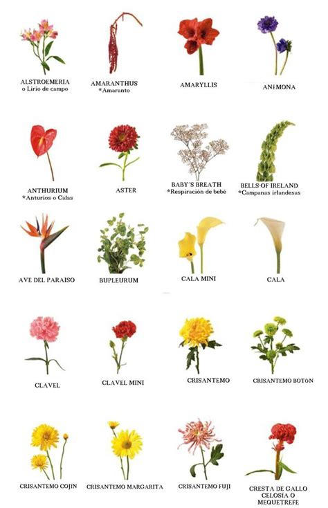 Nombres científicos de las plantas Flower World by Elena