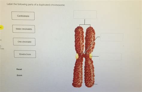 Solved Label the following parts of a duplicated chromosome. | Chegg.com