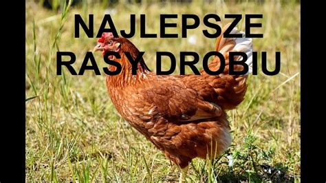 Odcinek 1010 Najlepsza Rasa Drobiu Do Hodowli Na Co ZwracaĆ UwagĘ I