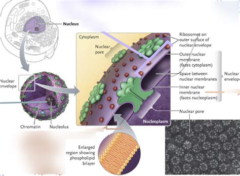 The Nucleus Diagram Quizlet