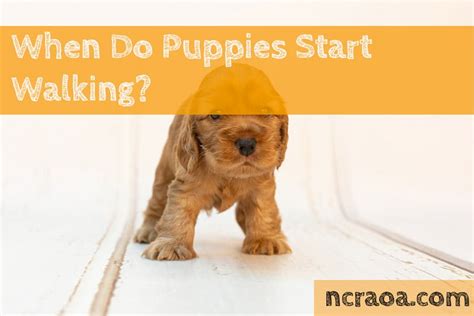 how long does it take for puppies to walk