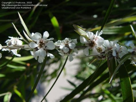 Plantfiles Pictures Agonis Species Australian Willow Myrtle