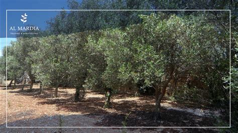 Basics of Olive Tree Care