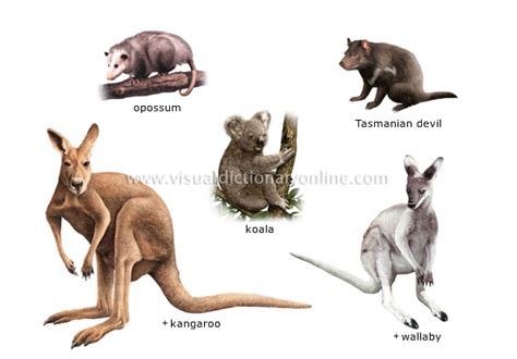 ANIMAL KINGDOM :: MARSUPIAL MAMMALS :: EXAMPLES OF MARSUPIALS image ...