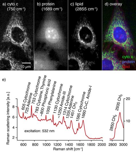 Fast Raman Imaging Of Living Cells For Biomedical Applications