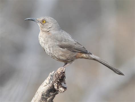 Curve Billed Thrasher Song Call Voice Sound